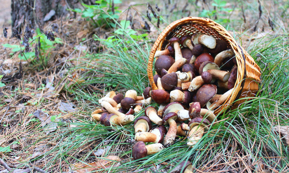 Kultivierte Hutträger: Champignons, Shiitake & Co.